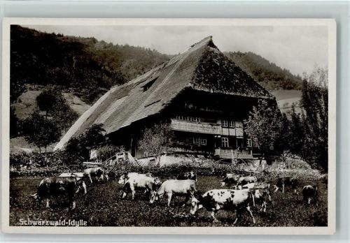 1938 Schwarzwald Idylle - Kühe grasen vor dem Haus AK