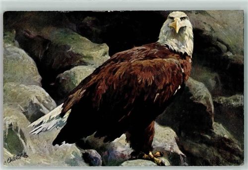 Adler - sign Hans Schmidt, Tucks Serie 584 B AK Raubvogel