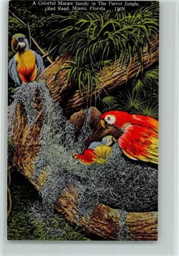 A colorful Macaw family in the Parrot Jungle, Miami, Florida Papagei 1930