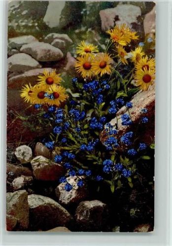 Nenke Photochromie Alpenblumen Serie L Nr. 526 - Aronicum glaciale - sehr gute Erhaltung AK