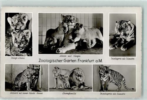 Junge Löwen Löwin mit Jungen Inseltigerin Leopard