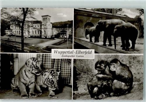 Elberfeld Elefanten Tigerbabys Affen Zoologischer Garten