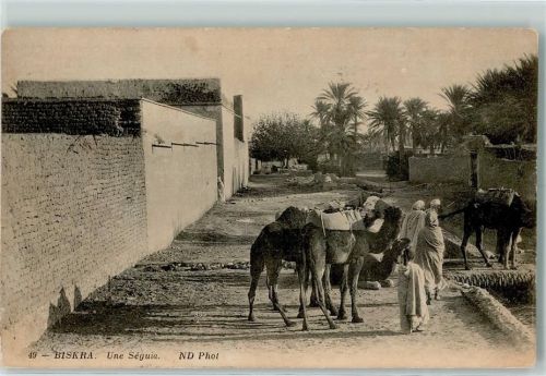 Biskra 1913 Une Seguia - Nomaden mit Kamele AK