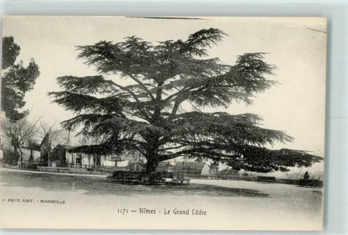Nimes 1910 Le Grand Cedre