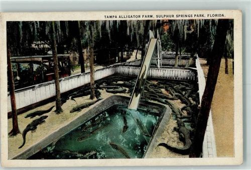 Sulphur Springs Tampa Alligator-Farm