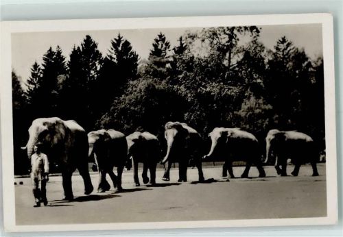 München Spaziergang der Elefanten Tierpark Hellabrunn