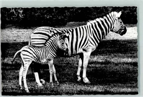 Zebras