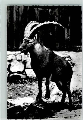 Steinbock