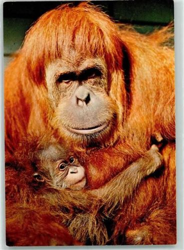 Bad Cannstatt Urang Utan Zoo Wilhelma