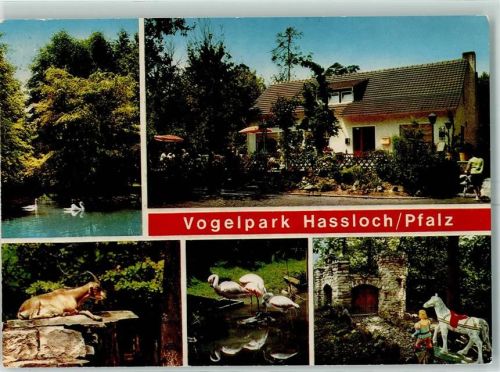 Haßloch Vogelpark Schwäne Flamingos Gams