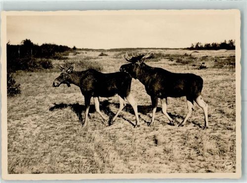 Königsberg Elch Kurische nehrung