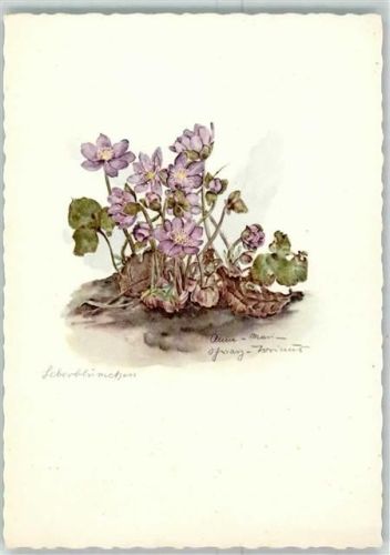 Leberblümchen sign. Anne Marie Schwarz-Torinos AK Blume Künstlerkarte
