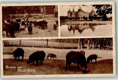 Moritzburg Wildscheingehege Schloß Moritzburg