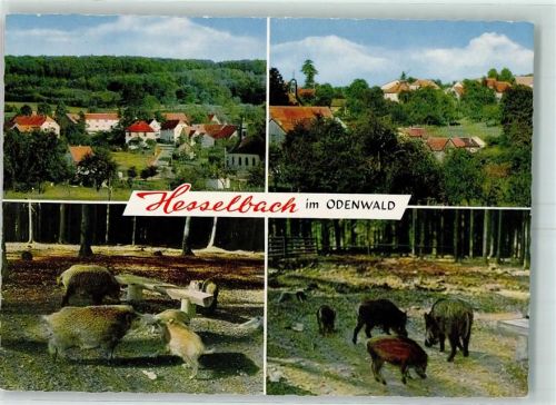 64754 W6121 Hesselbach , Odenw - Wildgehege Wildschweine