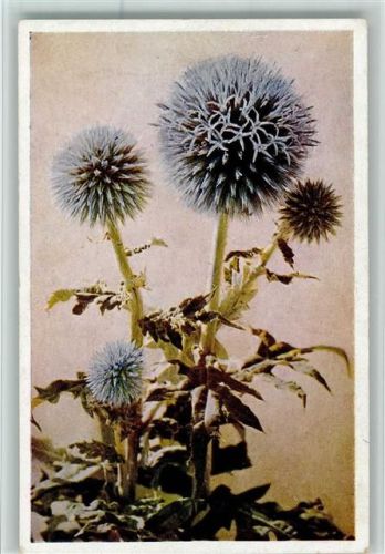 Echinops Ritro Kugeldistel DFW Serie 2 Nr.33