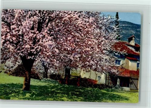 1913 Serie 143 Nr. 2702 - Obstblüte in Tirol, gute Erhaltung AK