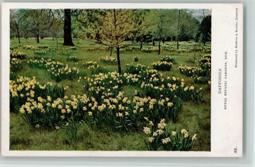 1934 Nr. 48 Royal Botanic Garden - Daffodus