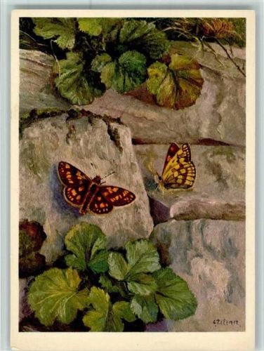 Nr. 663 Jean Zeltner - Wegerich-Dickkopf , gute Erhaltung