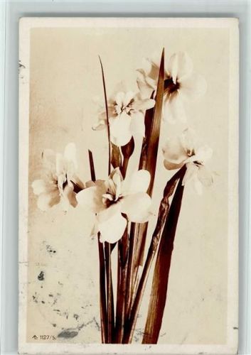 1906 Fotoverlag AL Serie 1127-5 - Blumen AK Stempelfleck