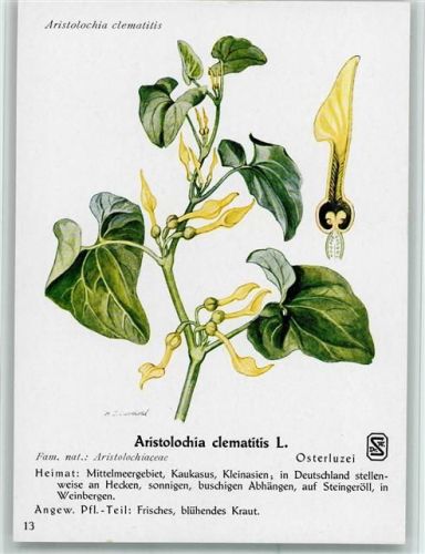 Aristolochia clematis L. Osterluzei