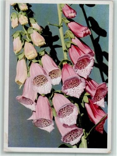 Digitalis purpurea Fingerhut