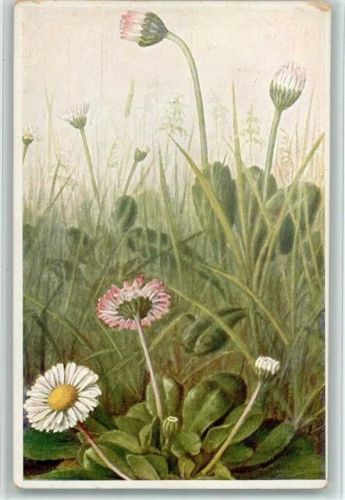 Gänseblümchen aus Schmeil Fitschen "Pflanzen der Heimat"