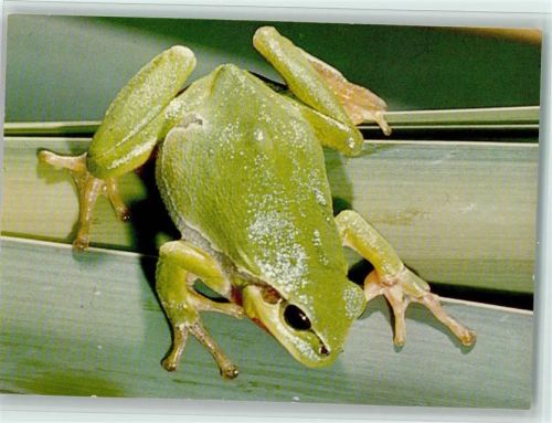 Laubfrosch - Schweizer Bund für Naturschutz - sehr gute Erhaltung