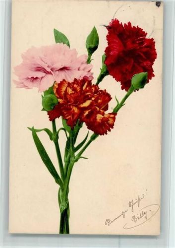 1905 Nr. 563 - Blumen Nelken, gute Erhaltung