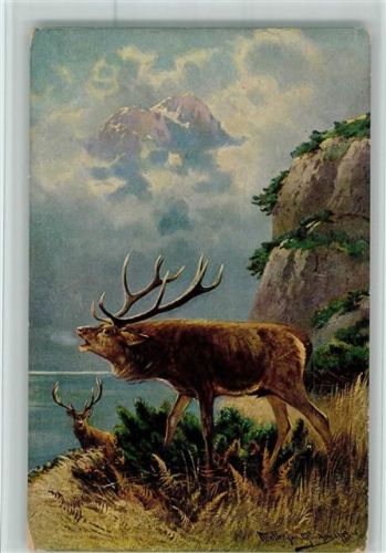 Hirschbrunft - Jagdtiere 1905 AK