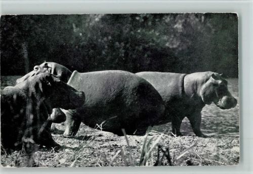 1956 Hippotami aus Süd-Afrika AK