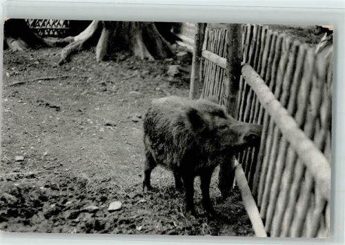 Hirschfeld 1967 Tierpark - Wildschwein