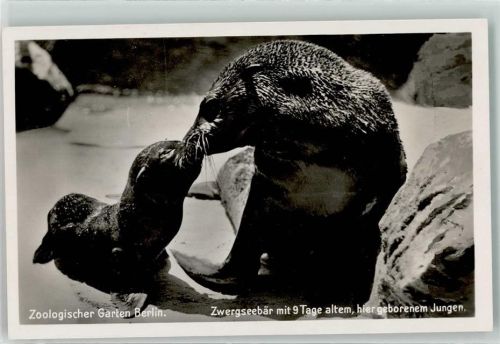 Berlin Mitte Zoologischer Garten Zwergseebär mit Jungem