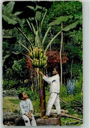 Baseler Missionsbuchhandlung Banane 1914