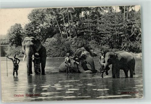 1907 Ceylon Elephants mit Pfleger baden im Fluß AK