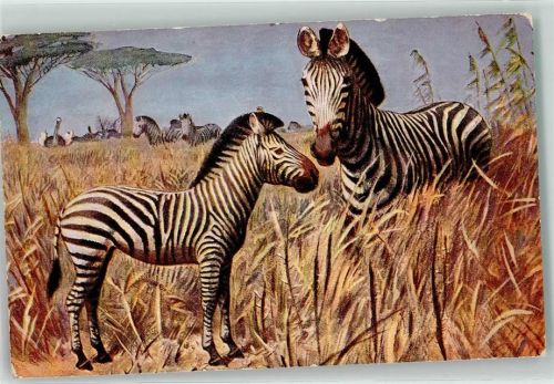 Zebra nach Wilh. Kuhnert