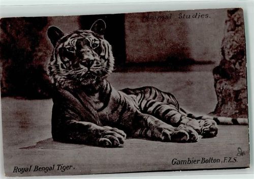 Royal Bengal Tiger Tucks Silverette Nr.6502