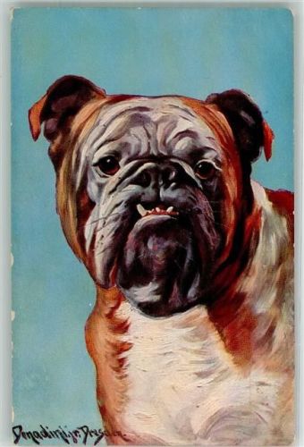 Hund Mops