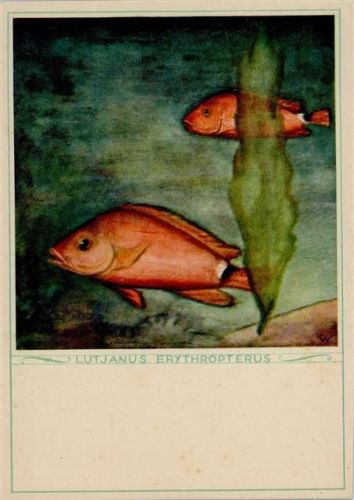 Roter Schnapper