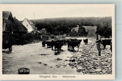 Herzberg Kälbertrieb durch die Sieber in Königshof