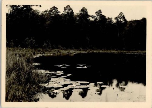 Neuglobsow Teufelssee Seerosen