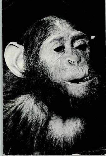 Chimpanse 1957 AK