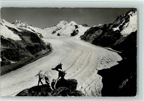 Eggishorn Jungfrau-Mönch-Eiger Grosser Aletschgletscher