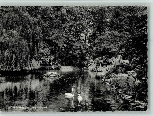 Mosbach Im Stadtpark Schwäne