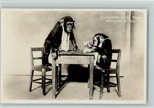 Basel 1937 Affen Schimpansen am Tisch AK