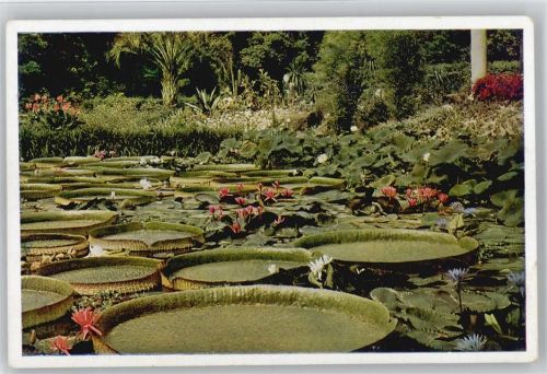Victoria cruziana - Lotus