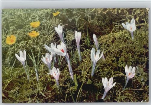 Crocus vernus Krokus Ranunculus montanusPostkarte Berg-Hahnenfuß Photochromie Alpenflora Serie 520 Nr. 913