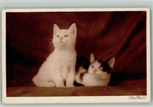 Katzen 2. Sammlung Serie 42 AK Herrlich, Lotte