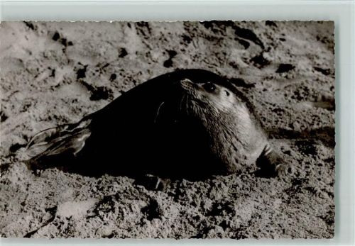 Sylt - Seehund am Strand 1958 Foto AK