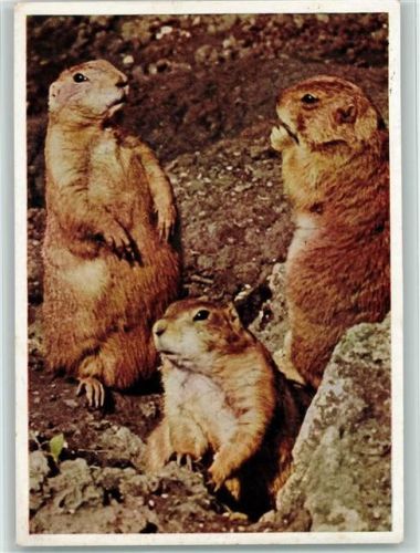 Wilhelmina Stuttgart - Präriehunde 1959 AK