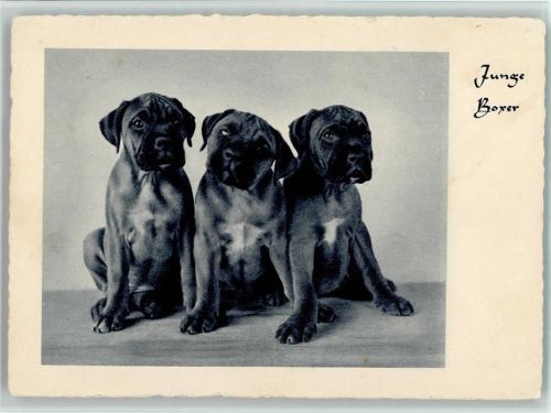 Junge Boxer ca 1953 AK